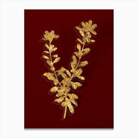 Vintage Daphne Sericea Flowers Botanical in Gold on Red n.0083 Canvas Print