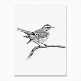 Hermit Thrush B&W Pencil Drawing 1 Bird Canvas Print