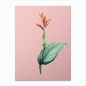 Vintage Indian Shot Botanical on Soft Pink n.0303 Canvas Print