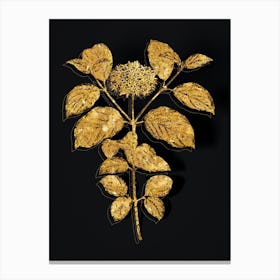 Vintage Common Dogwood Botanical in Gold on Black n.0430 Canvas Print