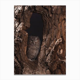 Juvenile Screech Owl Canvas Print