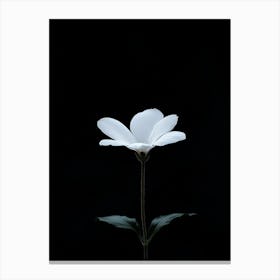 White Flower 7 Canvas Print