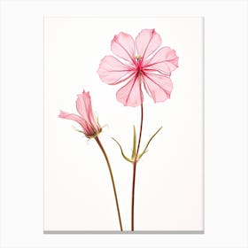 Pressed Wildflower Botanical Art Wild Pink Silene 2 Canvas Print