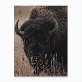 Modern Bison View Canvas Print