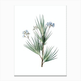 Vintage Blue Stars Botanical Illustration on Pure White n.0396 Canvas Print
