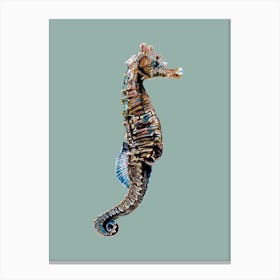 Seahorse On Aqua Canvas Print