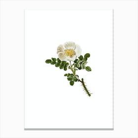 Vintage Burnet Rose Botanical Illustration on Pure White n.0654 Canvas Print