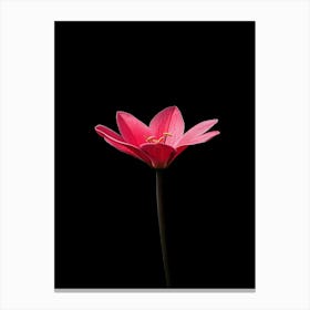 Lotus Flower 23 Canvas Print