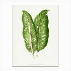 Vintage Botanical Art Print _2643235 Canvas Print