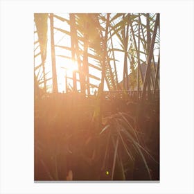 Sunset In The Palm Trees Canvas Print