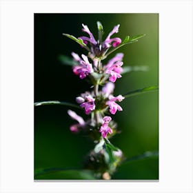 Pink Flower 5 Canvas Print