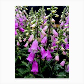 Foxgloves - photography Canvas Print