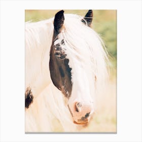Paint Horse In Sunshine Canvas Print