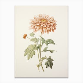 Chrysanthemums Flower Vintage Botanical 1 Canvas Print