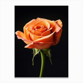 Orange Rose Isolated On Black Background Canvas Print