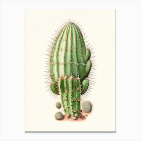 Turk S Head Cactus Marker Art 3 Canvas Print
