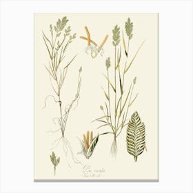 Wild Grasses Canvas Print