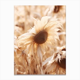 Boho Dried Flowers Sunflower 2 Canvas Print