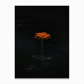 Single Flower In The Dark 17 Canvas Print