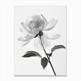 Floral Art 0013 X Ray 0007 X Ray Blumen 0019 Bp6586 Minimalist Soft Bright X Ray Scandinavian Minimalist 9e03edda 884d Canvas Print