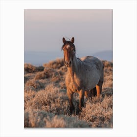 Wild Horse At Golden Hour Canvas Print