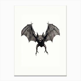 Serotine Bat Vintage Illustration 3 Canvas Print