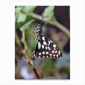 Butterfly 4 Canvas Print