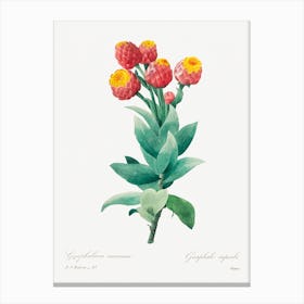 Cudweed, Pierre Joseph Redouté Canvas Print