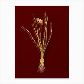 Vintage Rush Leaf Jonquil Botanical in Gold on Red Canvas Print