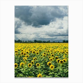 Sunflower Field Canvas Print