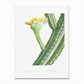 Cactus Peruvianus, Pierre Joseph Redoute Canvas Print