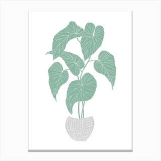 Green Begonia Canvas Print