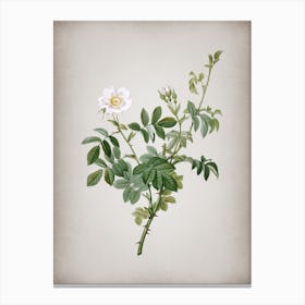 Vintage White Downy Rose Botanical on Parchment n.0053 Canvas Print