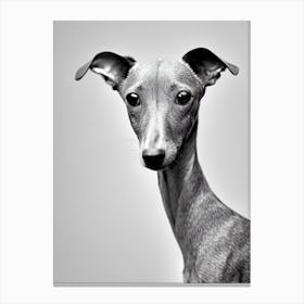 Italian Greyhound B&W Pencil dog Canvas Print