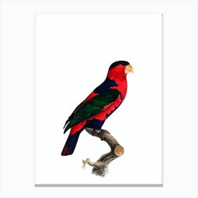 Vintage Black Capped Lory Parrot Bird Illustration on Pure White Canvas Print