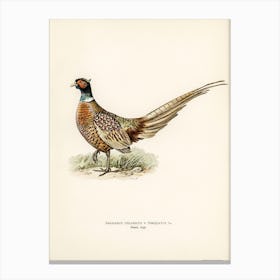 Ring Necked Pheasant, The Von Wright Brothers Canvas Print