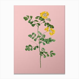 Vintage Scorpion Vetch Plant Botanical on Soft Pink n.0365 Canvas Print