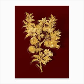 Vintage Bitter Orange Botanical in Gold on Red Canvas Print