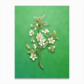 Vintage White Plum Flower Botanical Art on Classic Green Canvas Print