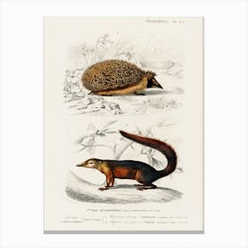 European Hedgehog (Erinaceus Europaeus) And Common Treeshrew (Tupaia Glis), Charles Dessalines D' Orbigny Canvas Print