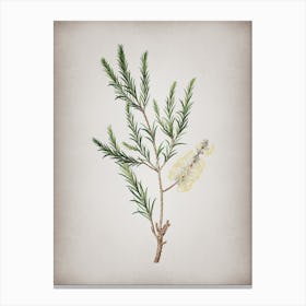 Vintage Swamp Paperbark Branch Botanical on Parchment n.0646 Canvas Print