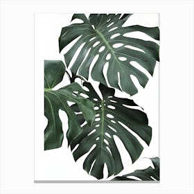 Monstera Leaves Canvas Print