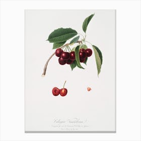 Cherry (Cerasus Visciola) From Pomona Italiana (1817 - 1839), Giorgio Gallesio Canvas Print