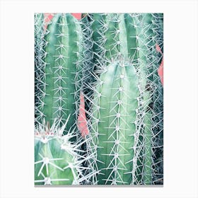 Cactus Up Close In Canvas Print