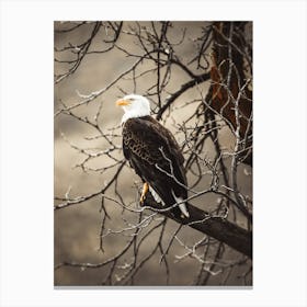 Bald Eagle On Branch Canvas Print