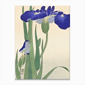 Blue Irises (1900 1930), Ohara Koson Canvas Print
