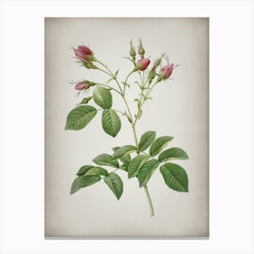 Vintage Evrat's Rose with Crimson Buds Botanical on Parchment n.0214 Canvas Print