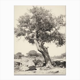 Antique Rustic Tree Sketch Canvas Print