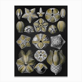 Vintage Haeckel 12 Tafel 80 Knospensterne Canvas Print