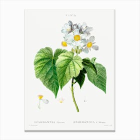 Sparmannia Africana, Pierre Joseph Redoute Canvas Print